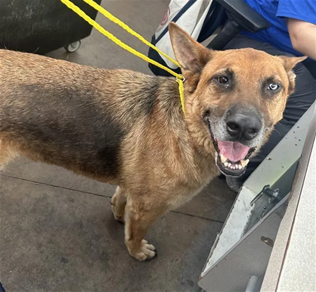 An adult large-sized male Mixed Breed dog named Logan for adoption in Dallas, TX