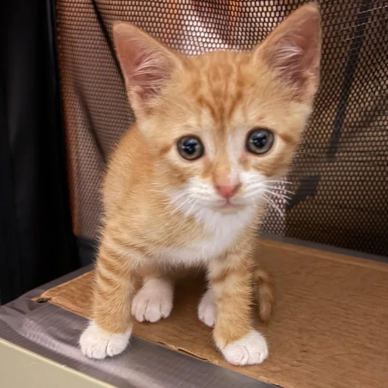A baby small-sized male Orange / Red Domestic Short Hair cat named Pippin BurrPurr for adoption in Eaton Rapids, MI