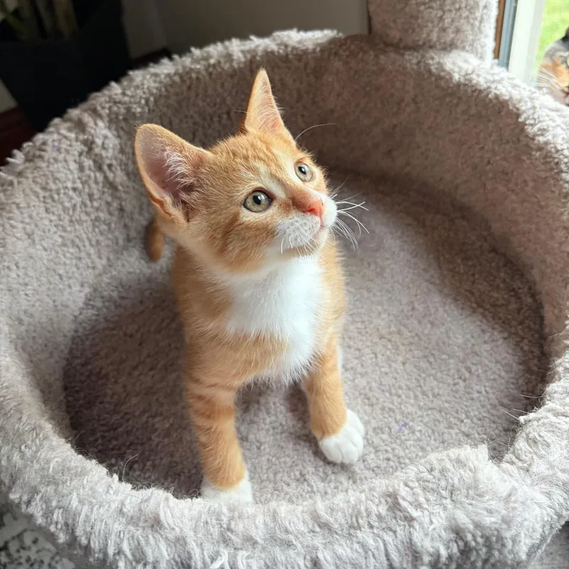 Pippin BurrPurr thumbnail 2