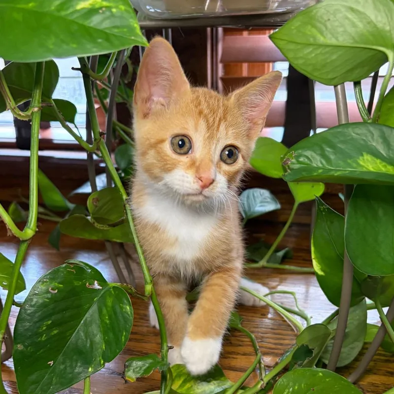 Pippin BurrPurr thumbnail 3