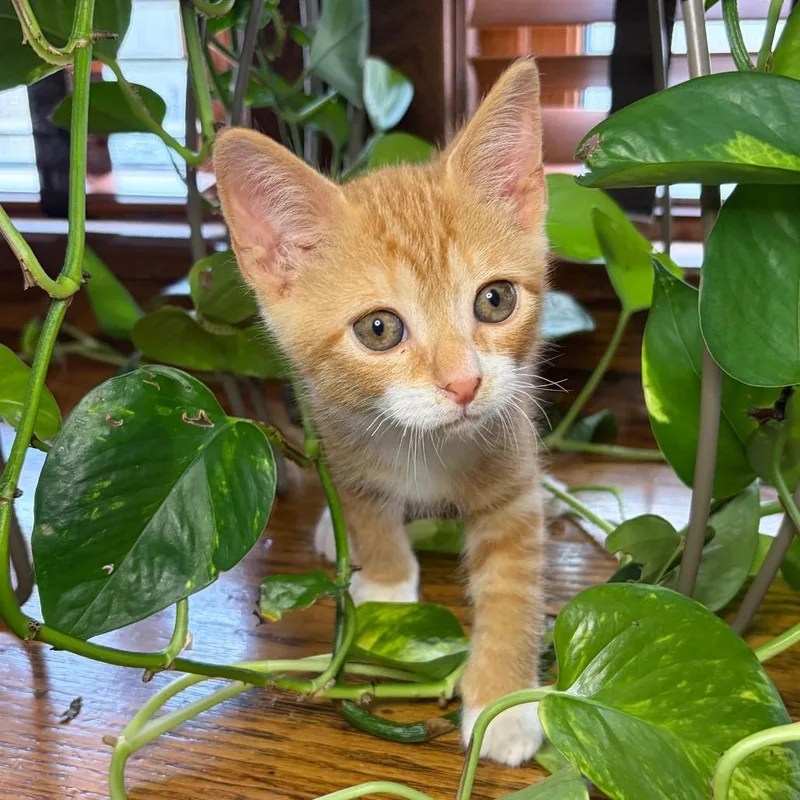 Pippin BurrPurr thumbnail 4