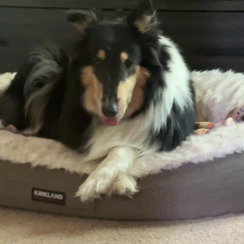 An adult large-sized female Black Collie dog named Marjorie for adoption in Fredericksburg, VA