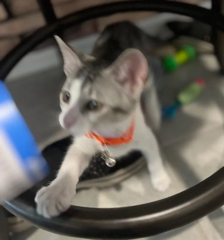A baby small-sized female Gray & White Domestic Short Hair cat named Lucy Laverne & for adoption in Anthem, AZ