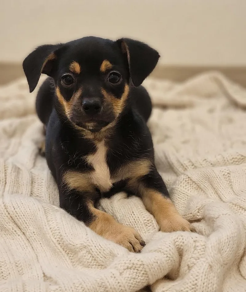 A baby small-sized female Tricolor (Brown, Black, & White) Chihuahua dog named Raya for adoption in Boca Raton, FL