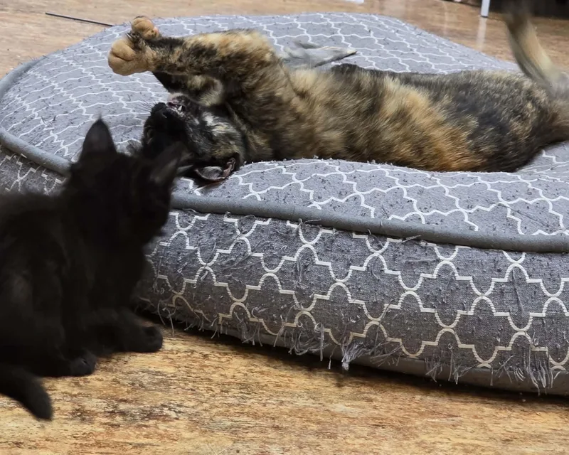 A young medium-sized female Tortoiseshell Domestic Short Hair cat named Saffron for adoption in San Anselmo, CA