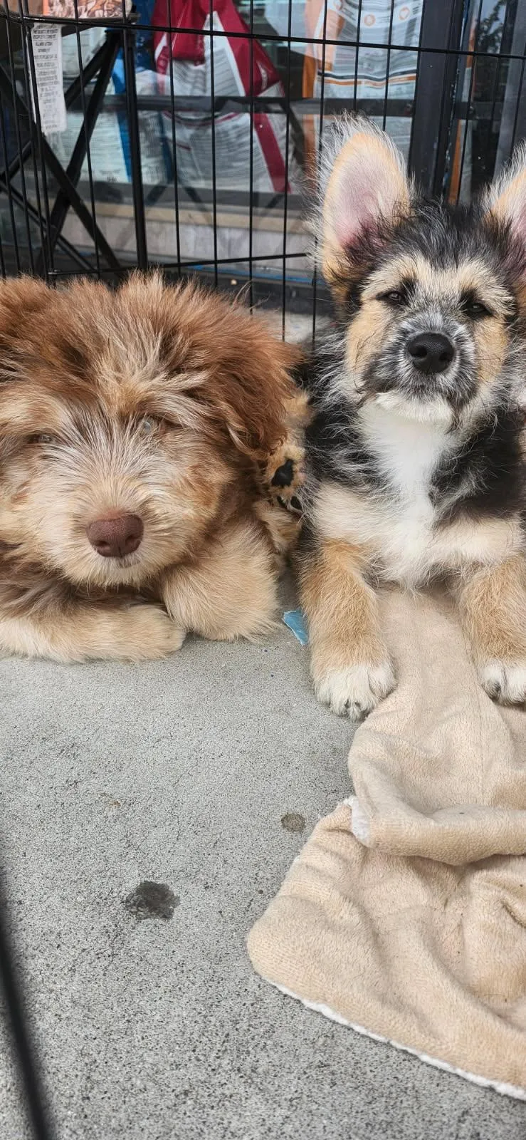 A young medium-sized male Goldendoodle dog named Cowboy for adoption in Torrance, CA
