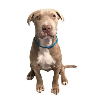 A young large-sized male Pit Bull Terrier dog named Maxwell for adoption in Red Bluff, CA