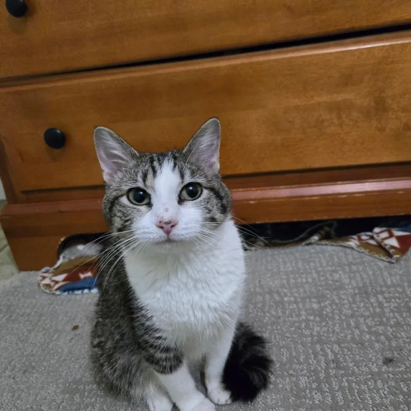 A young medium-sized female Brown / Chocolate Domestic Short Hair cat named Gertrude for adoption in Grand Rapids, MN