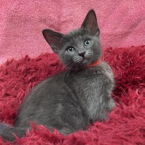 A baby small-sized male Gray / Blue / Silver Domestic Short Hair cat named Bleu for adoption in Long Beach, CA