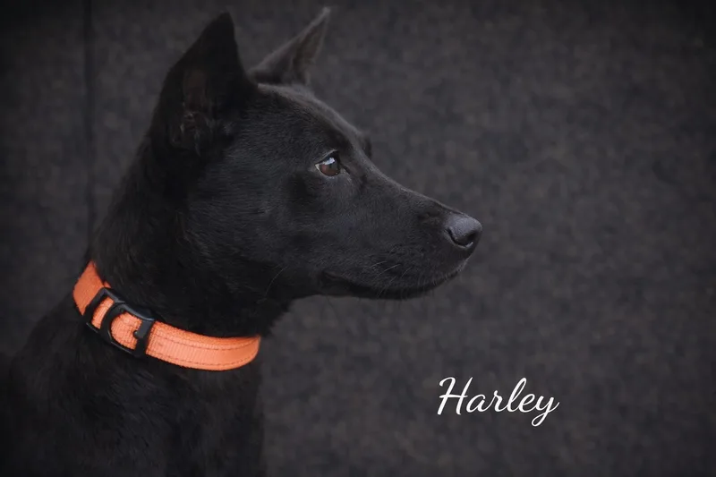 Harley thumbnail 2