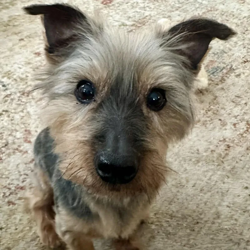 An adult small-sized male Yorkshire Terrier dog named Oscar for adoption in Cherry Hill, NJ