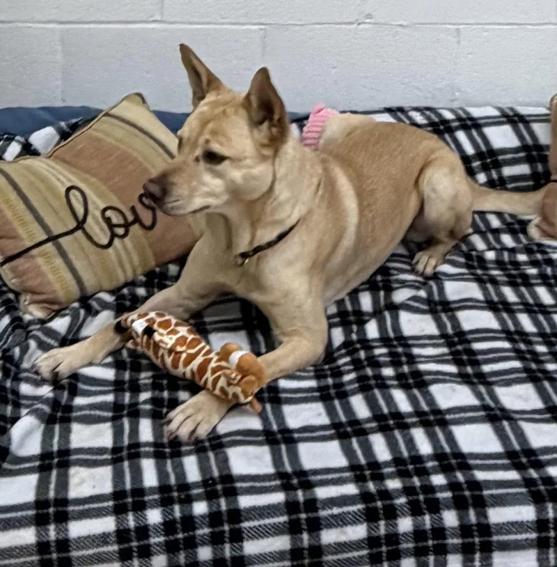 An adult medium-sized male German Shepherd Dog dog named Groot for adoption in York, SC
