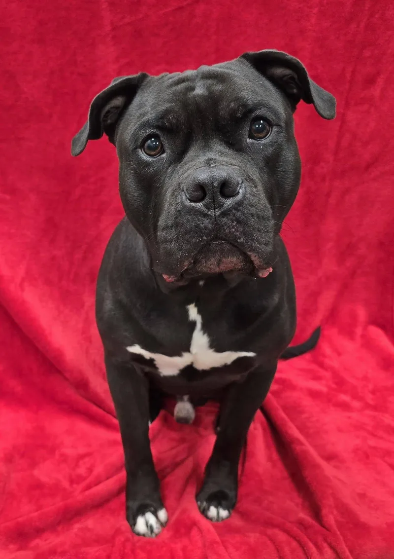 An adult large-sized male American Staffordshire Terrier dog named Calzone for adoption in Frankfort, IN