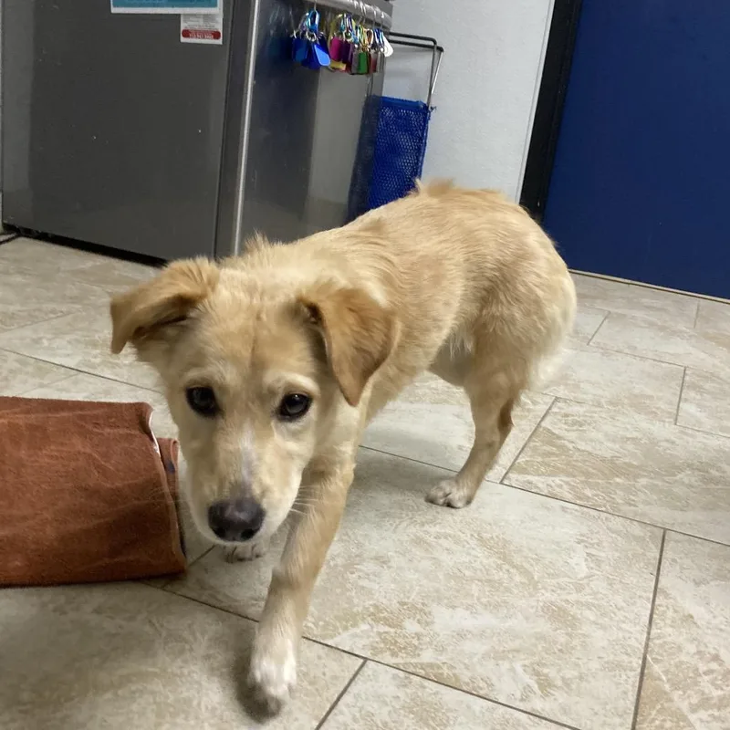 An adult small-sized female Yellow / Tan / Blond / Fawn Spaniel dog named Goldie Paw for adoption in Galveston, TX