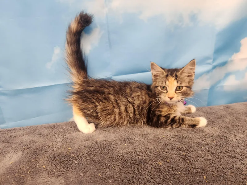 A baby medium-sized female Calico Domestic Medium Hair cat named Tempest for adoption in Hagerstown, MD