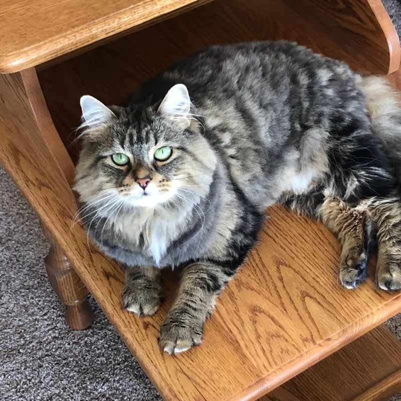 An adult small-sized female Gray / Blue / Silver Domestic Long Hair cat named Eloise for adoption in Rochester, MN
