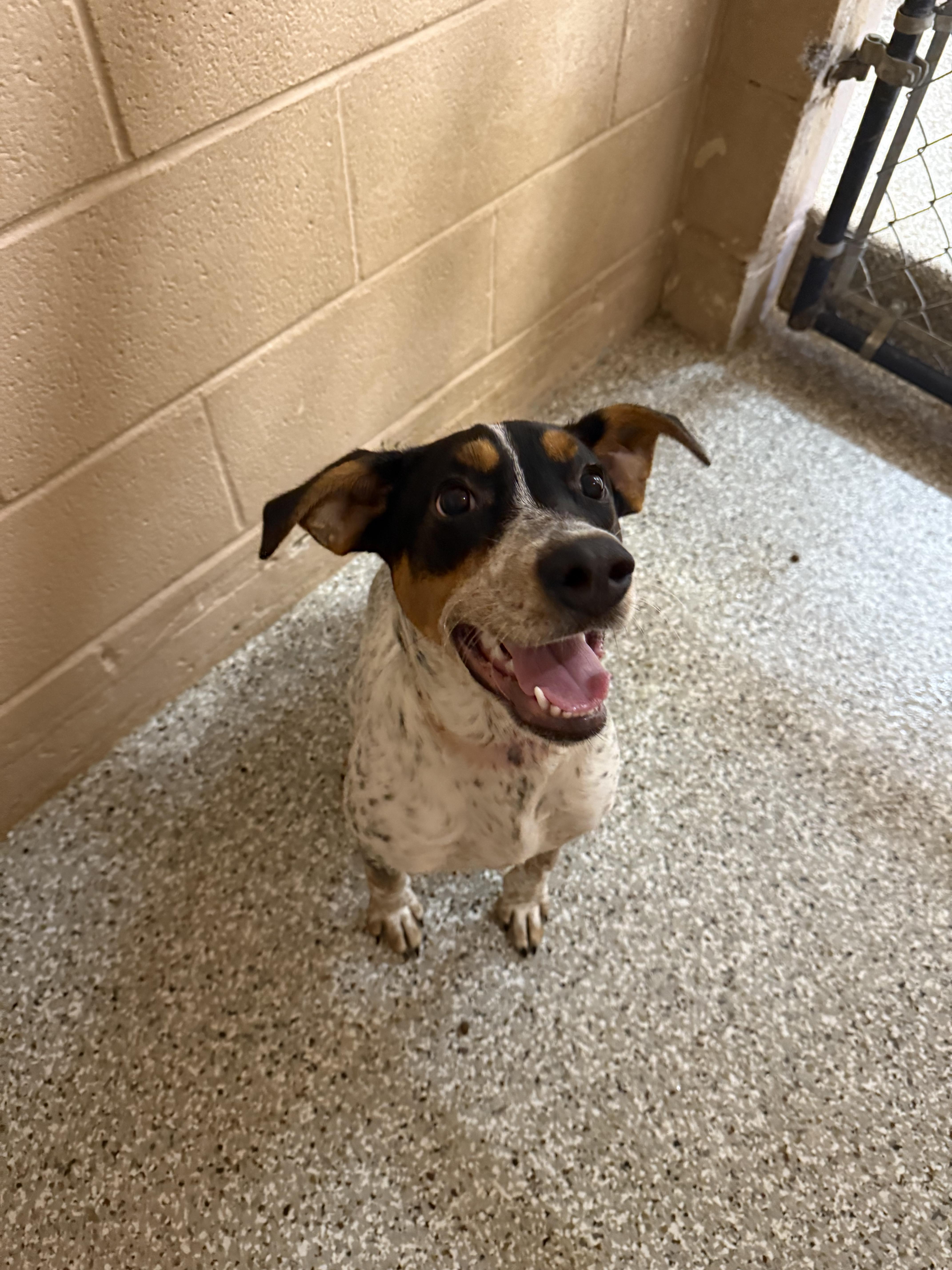 A baby medium-sized female Tricolor (Brown, Black, & White) Mixed Breed dog named Lucy for adoption in Hendersonville, TN