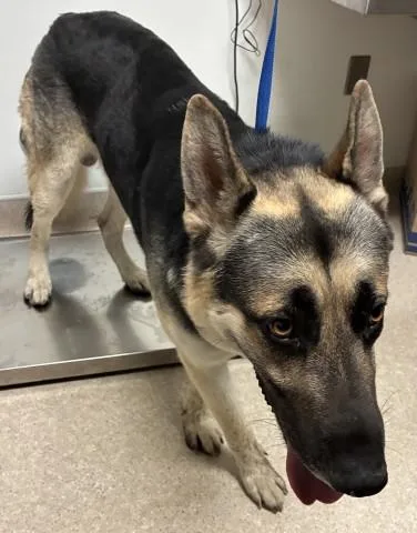An adult large-sized male German Shepherd Dog dog named Roger for adoption in Bakersfield, CA