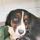 A young medium-sized female Tricolor (Brown, Black, & White) Cardigan Welsh Corgi dog named Torrie for adoption in Portsmouth, OH