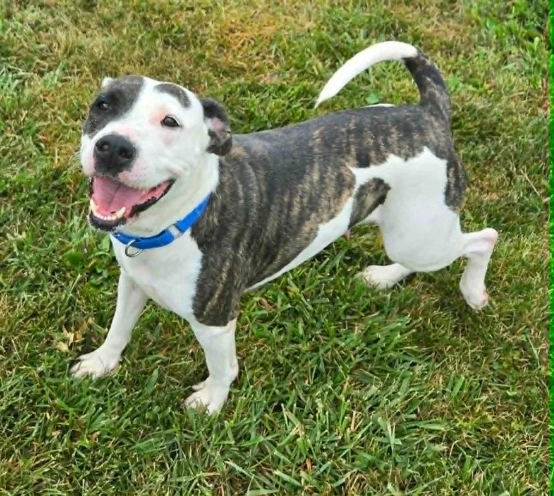 A young medium-sized female Mixed Breed dog named Nala for adoption in Moberly, MO