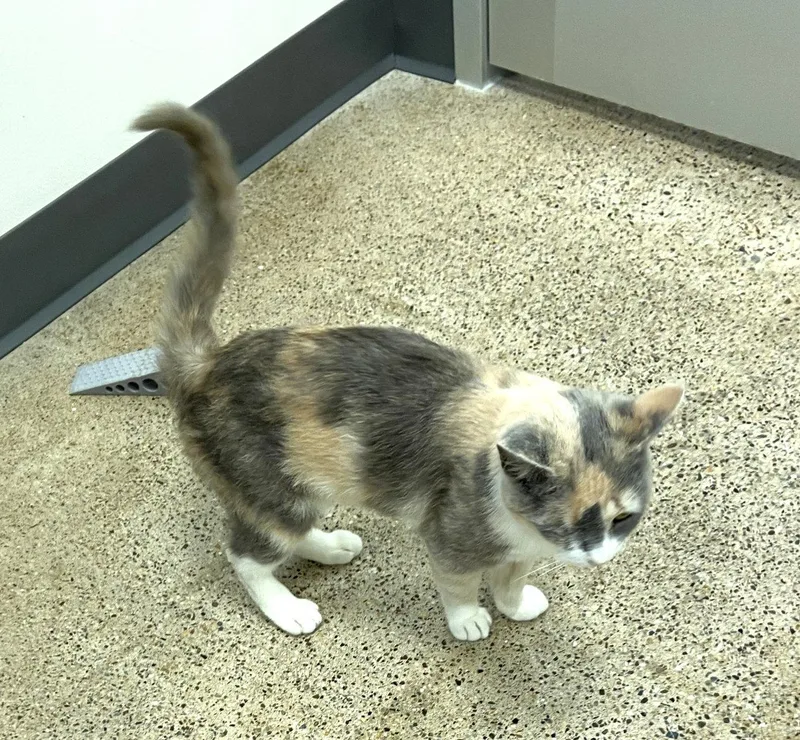 A young medium-sized female Dilute Calico cat named Pixie for adoption in Greenville, DE