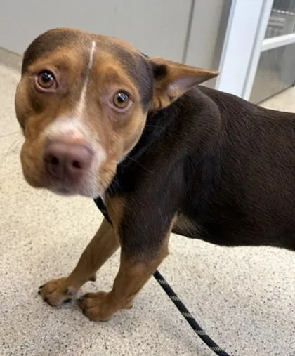 An adult medium-sized male Mixed Breed dog named Little Chicken for adoption in Lafayette, IN