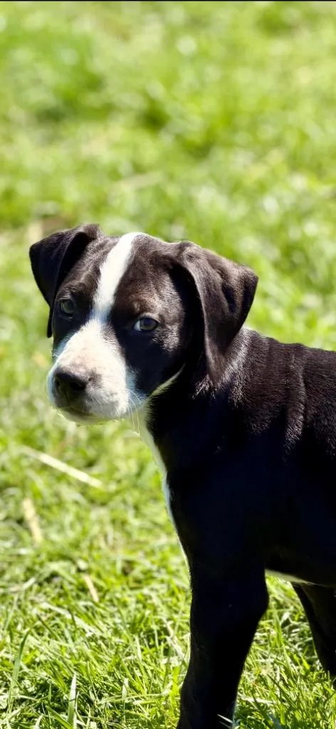 A baby medium-sized male Hound dog named Thor for adoption in New Kensington, PA