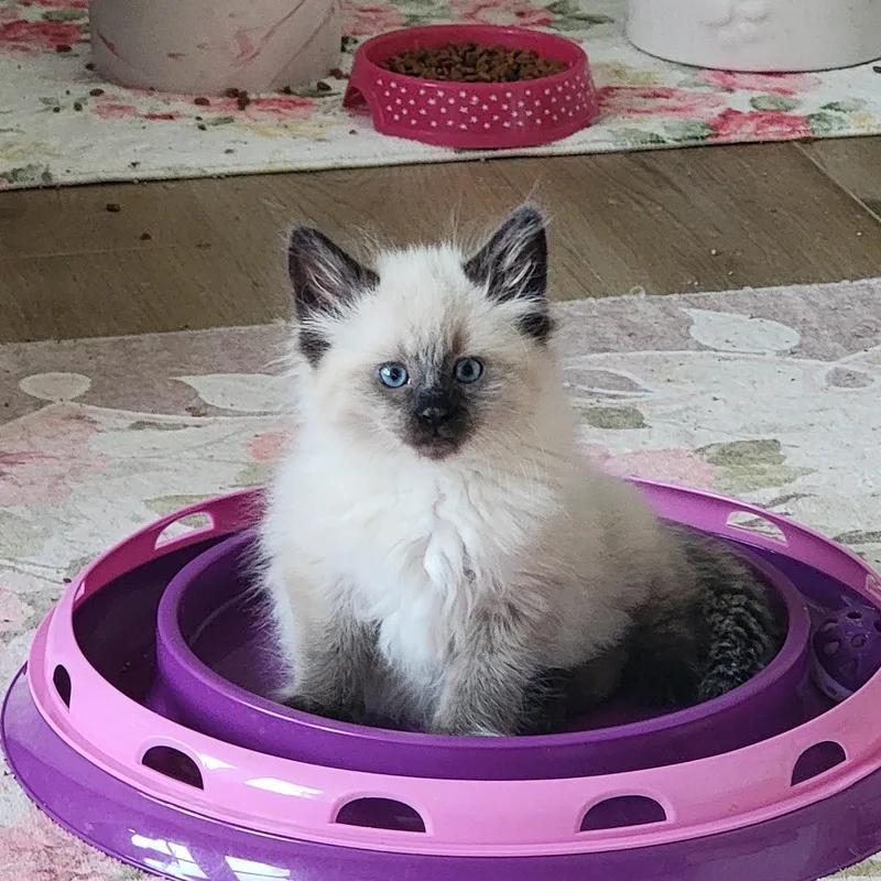 A baby medium-sized male Seal Point Siamese cat named Jasper for adoption in Wyandotte, MI