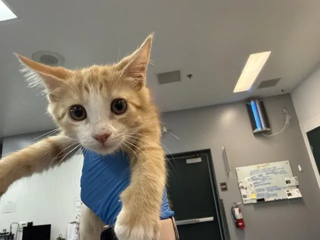 A baby small-sized male Domestic Medium Hair cat named A for adoption in Thousand Palms, CA
