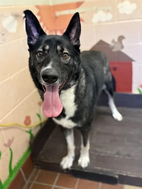 A young extra large-sized male German Shepherd Dog dog named Apollo for adoption in Castaic, CA