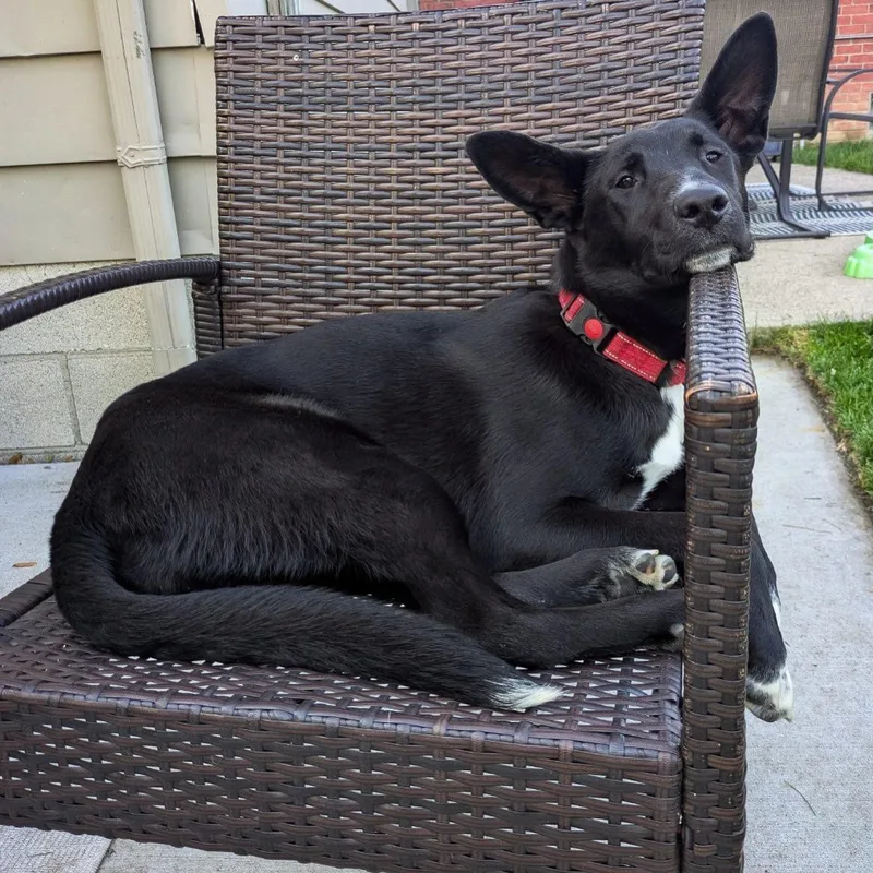 A baby large-sized female Black Shepherd dog named Sapphire for adoption in Detroit, MI