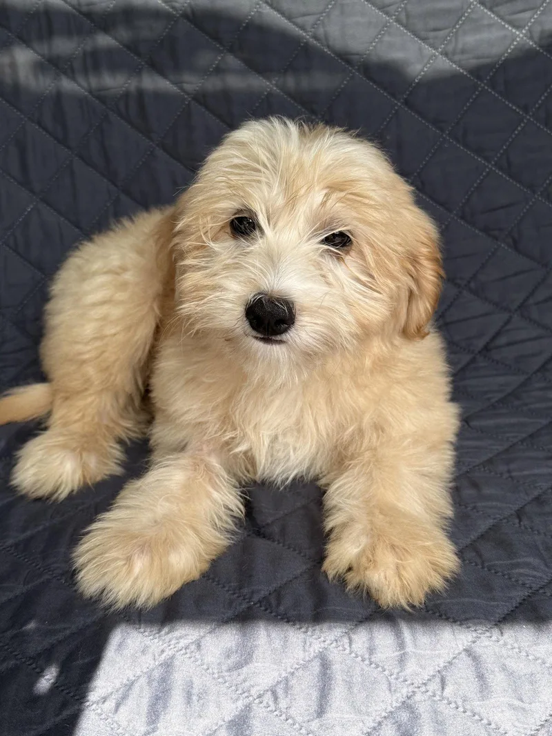 A young medium-sized female Poodle dog named Peanut Butter Cup for adoption in Nashville, TN