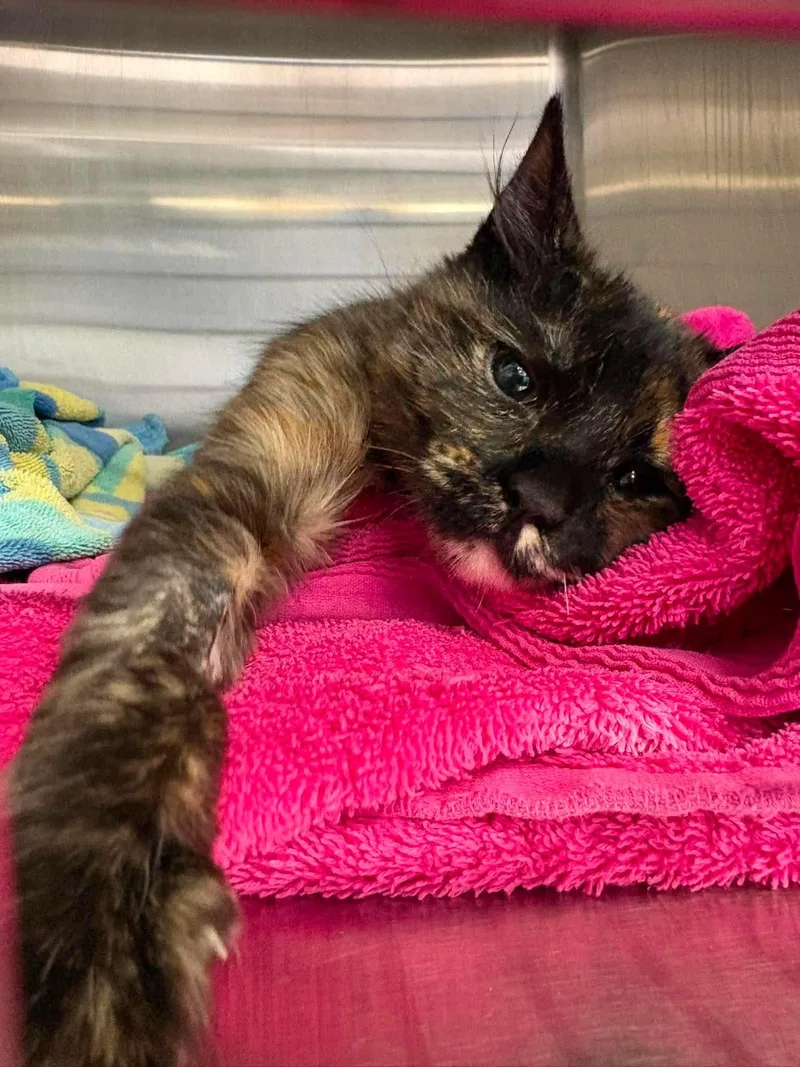 A baby small-sized female Tortoiseshell Domestic Medium Hair cat named Sprinkles for adoption in Hollister, CA