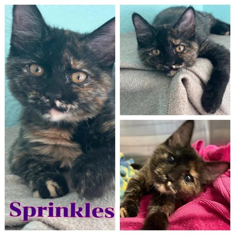 Sprinkles thumbnail 2