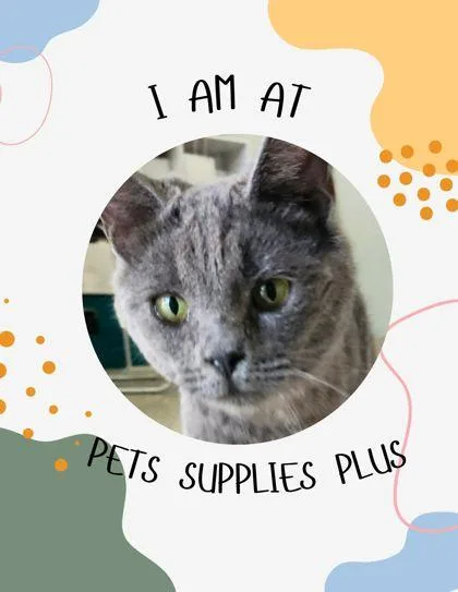 An adult medium-sized female Domestic Medium Hair cat named Snooze for adoption in Columbus, IN