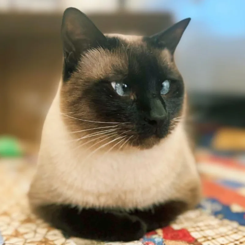 An adult large-sized female Seal Point Siamese cat named Lucille for adoption in Austin, TX