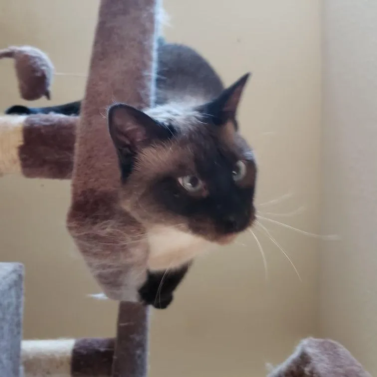 Lucille thumbnail 2