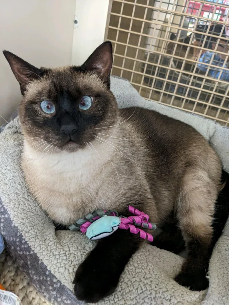 Lucille thumbnail 3