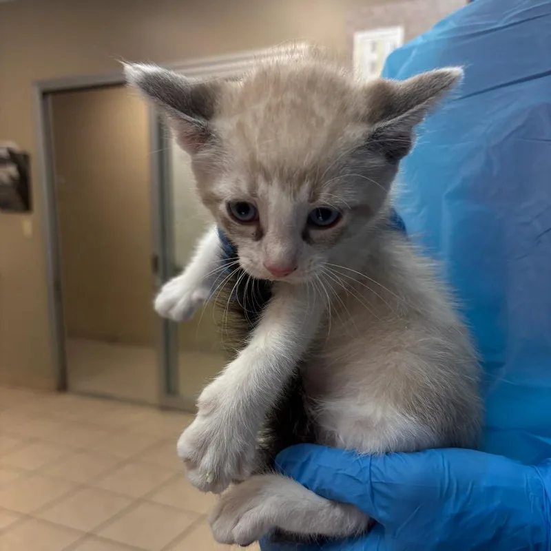 A baby small-sized male Cream / Ivory Domestic Short Hair cat named Cooky for adoption in Birmingham, AL