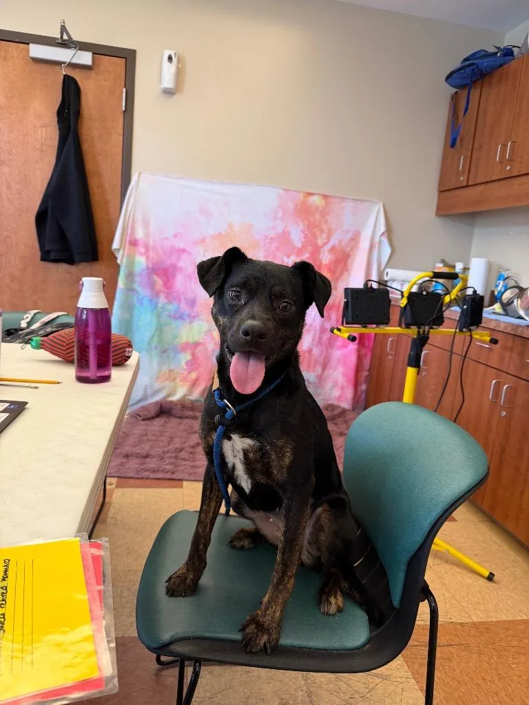 A young medium-sized female Hound dog named Fig for adoption in Wintersville, OH