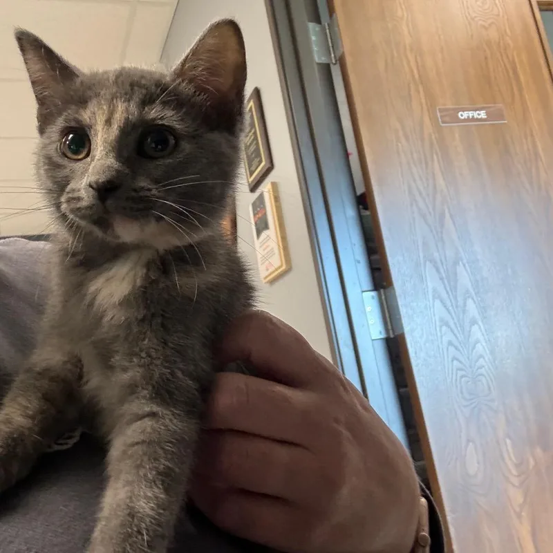 A young small-sized female Gray / Blue / Silver Domestic Short Hair cat named Muffin for adoption in Carroll, IA