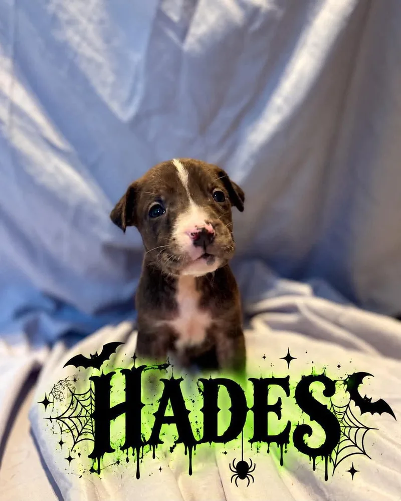 A baby large-sized male Golden Retriever dog named Hades for adoption in Grand Bay, AL