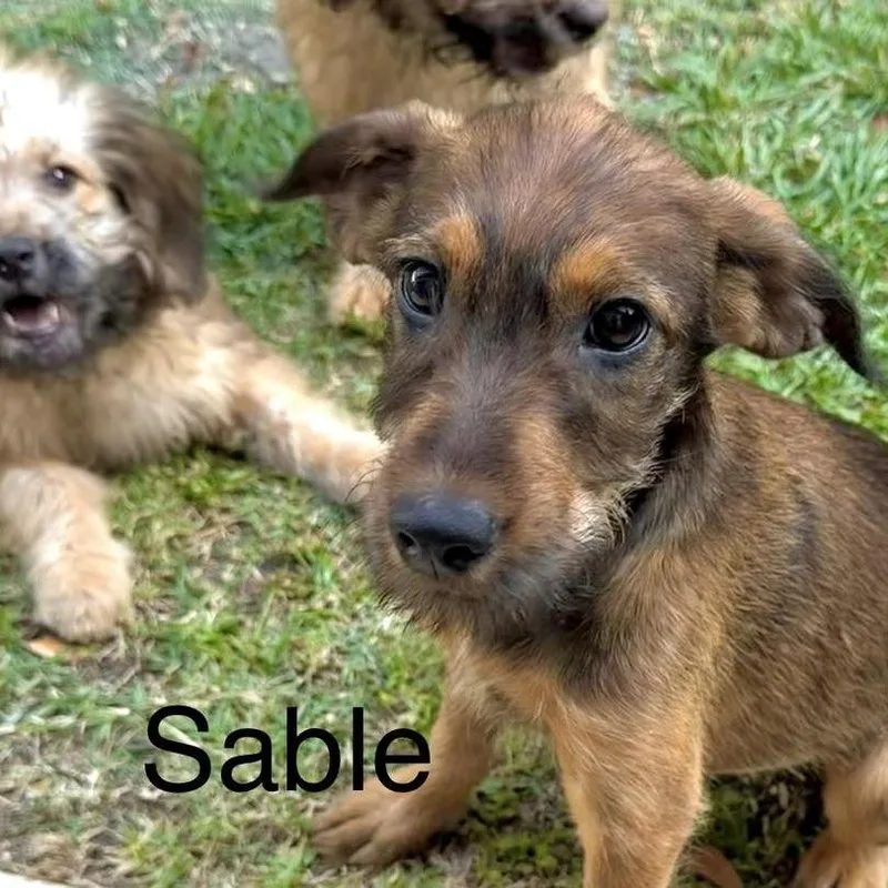 Sable thumbnail 3