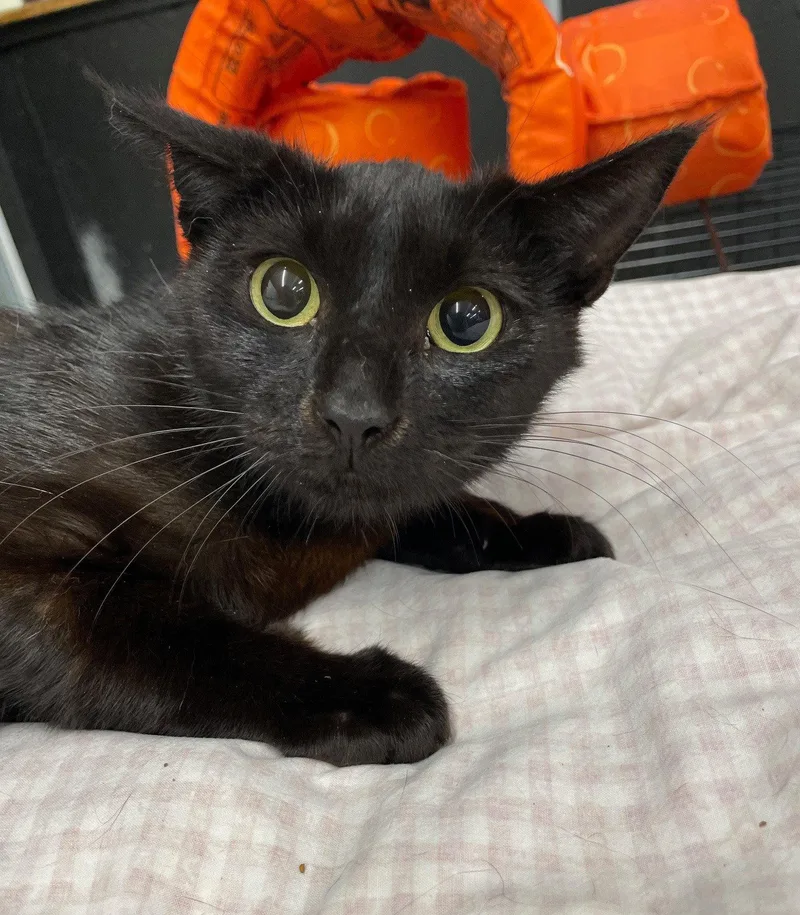 A baby medium-sized female Black Domestic Short Hair cat named Whispy for adoption in Island Lake, IL