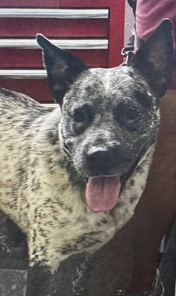 An adult large-sized male Merle (Blue) Australian Cattle Dog / Blue Heeler dog named Blue for adoption in Fort Madison, IA