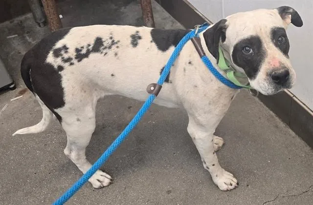 An adult large-sized female Pit Bull Terrier dog named Seneca for adoption in Tucson, AZ
