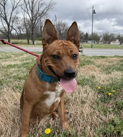An adult medium-sized female Mixed Breed dog named Kim Possible for adoption in Independence, MO