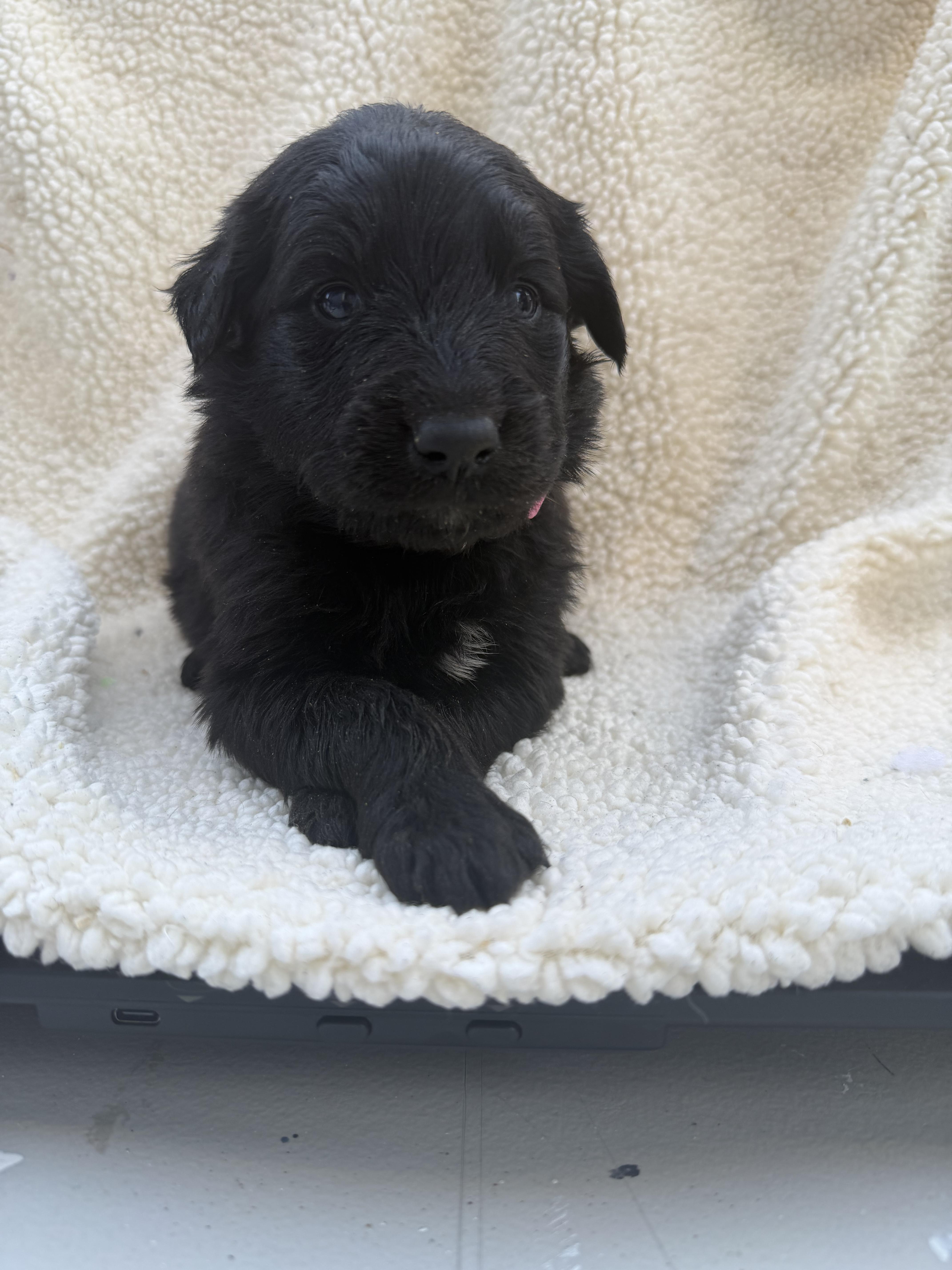 A baby small-sized female Labrador Retriever dog named Sugar for adoption in Discovery Bay, CA