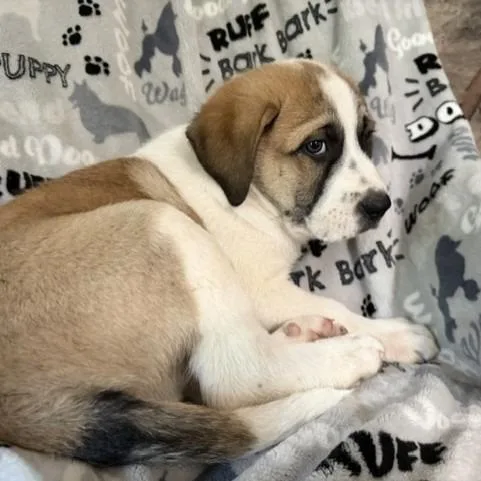 A baby large-sized male White / Cream Great Pyrenees dog named Machiato for adoption in Sequatchie, TN