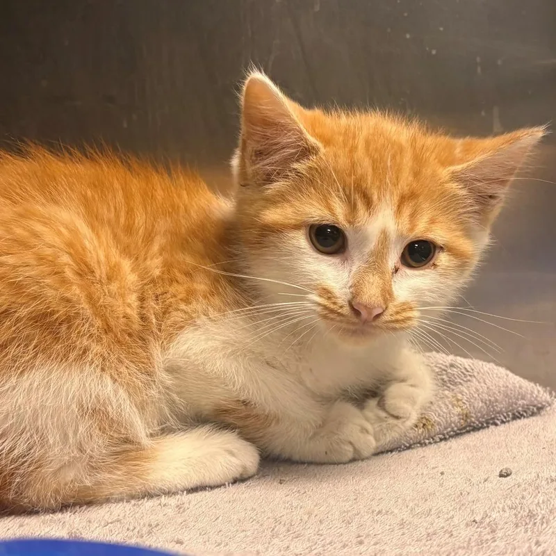 A baby small-sized male Orange / Red Domestic Short Hair cat named Rusty for adoption in East Hanover, NJ